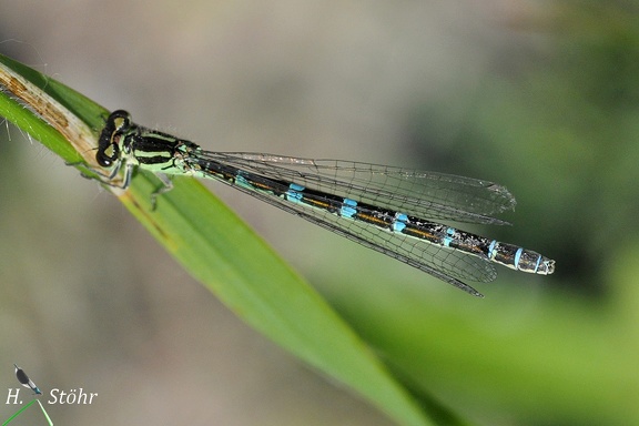 Vogel-Azurjungfer (Coenagrion ornatum)